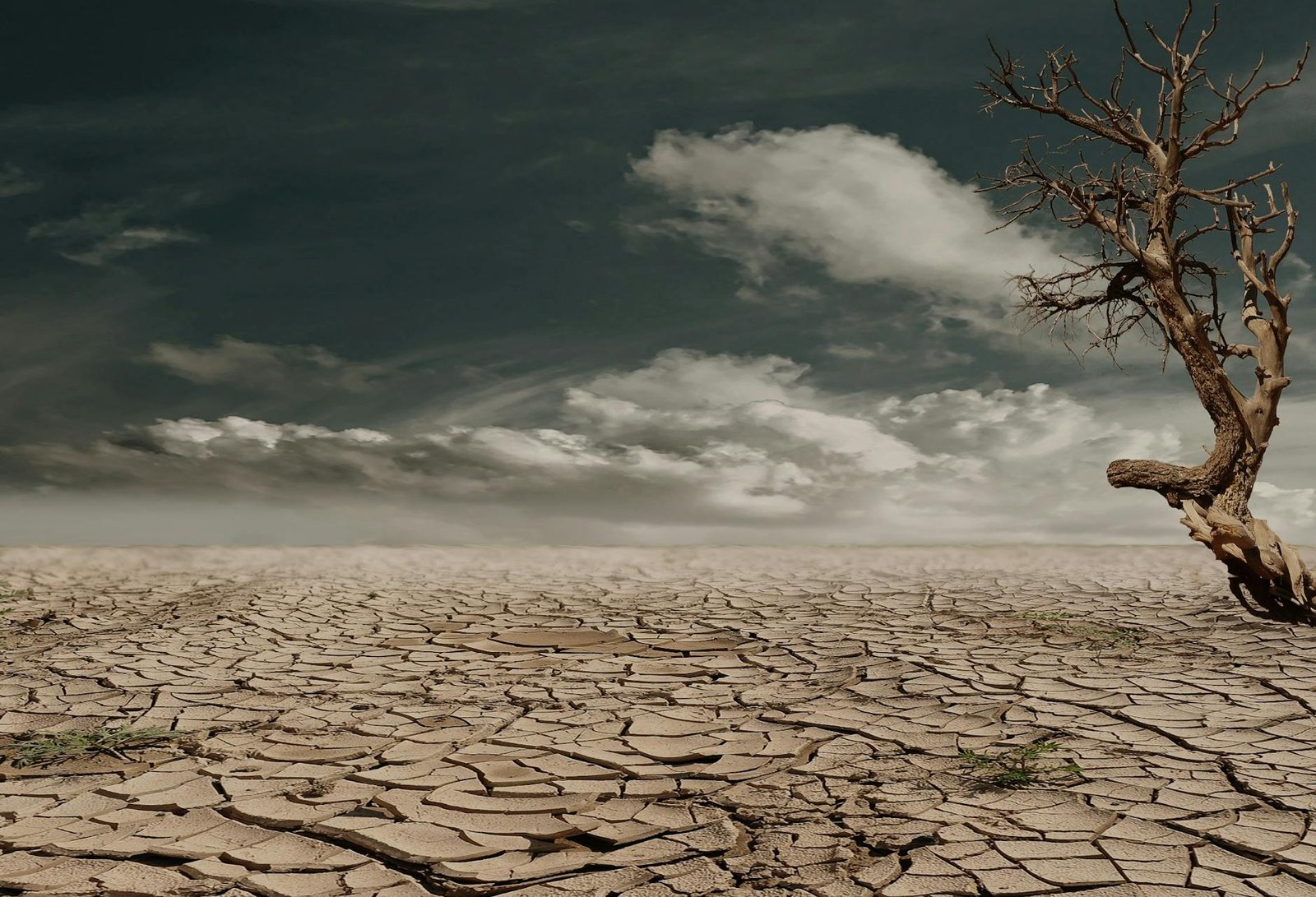 https://www.pexels.com/photo/photo-of-brown-bare-tree-on-brown-surface-during-daytime-60013/